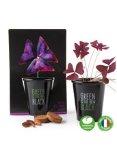 Trifoi Mov - kit de plantare